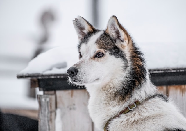 Tough Boy Dog Names