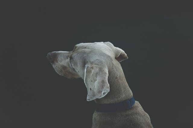 Unique Boy Dog Names