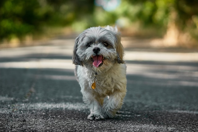 Unique Girl Dog Names