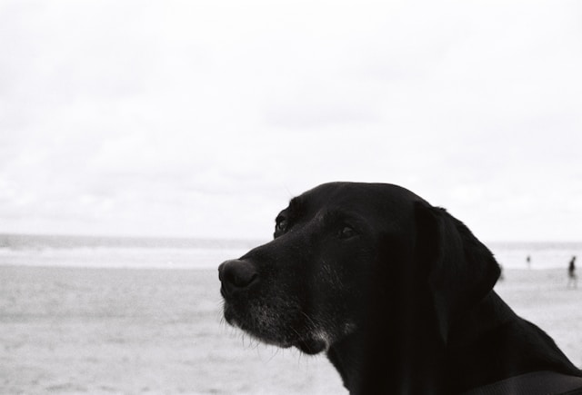Dog Names Beginning With W: 70+ Wonderful Names for Your Puppy
