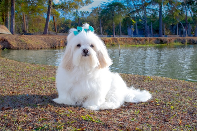 White Girl Dog Names
