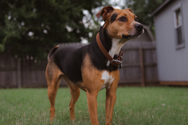 120+ Best Male Yorkshire Terrier Names: Perfect Ideas for Your Yorkie
