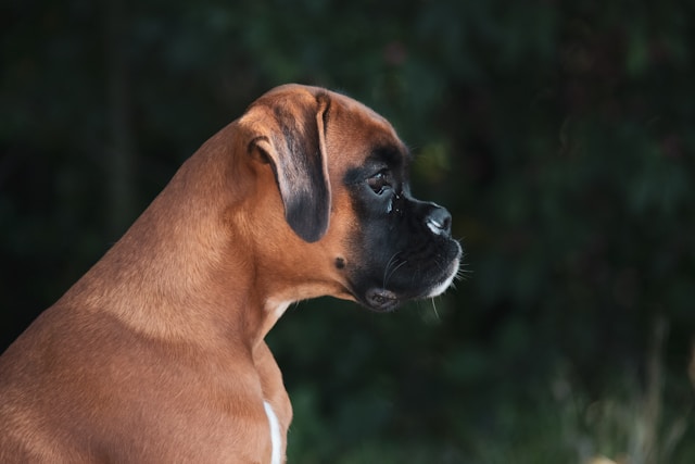 Dog Names That Start With Z: 90+ Zippy & Zesty Ideas